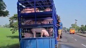 Viral-Video-Sopir-Truk-Memandikan-Babi-di-Pinggir-Sawah-di-Indramayu-Polisi-Turun-Tangan.jpg
