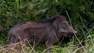 babi-hutan_20161119_045541.jpg