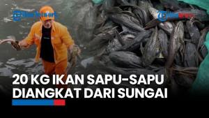 Ikan Sapu-sapu Jadi Ancaman Serius Bagi Sungai Jakarta, Habitatnya Gerus Turap