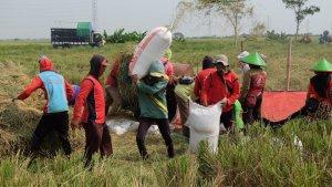 petani2ewdsbulog.jpg