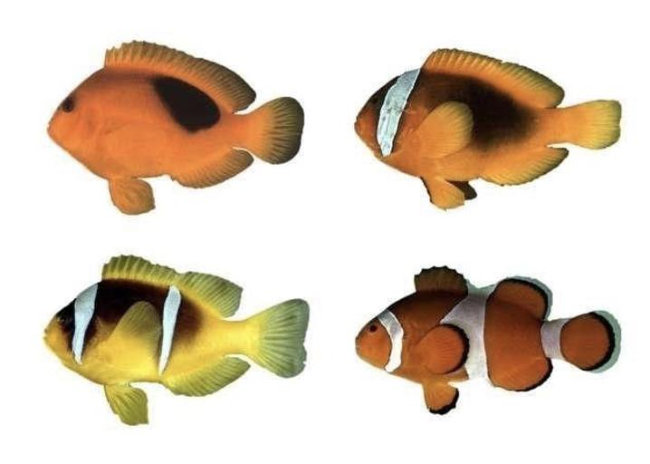 Gambar 1: Empat variasi pola warna pada spesies ikan nemo, mulai dari tidak bergaris, satu garis, dua garis, dan tiga garis