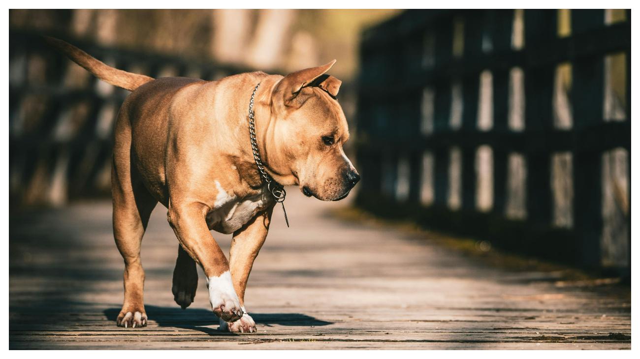 ANJING POLISI - Foto ilustrasi anjing American Pit Bull Terrier yang diunduh dari Pexels pada 4 Juni 2025. Inilah 10 ras anjing yang paling banyak digunakan oleh polisi di seluruh dunia.