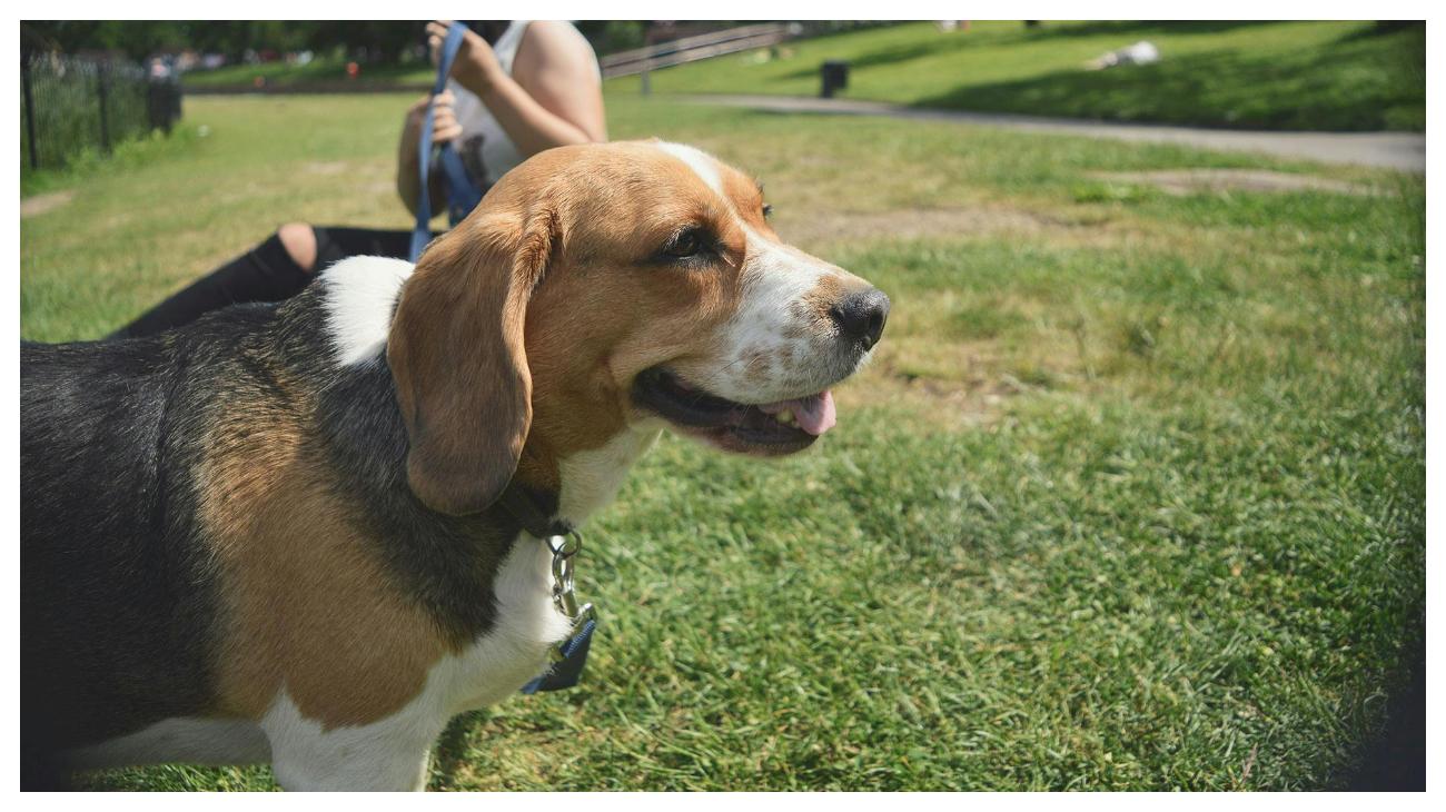ANJING POLISI - Foto ilustrasi anjing Beagle yang diunduh dari Pexels pada 4 Juni 2025. Inilah 10 ras anjing yang paling banyak digunakan oleh polisi di seluruh dunia.