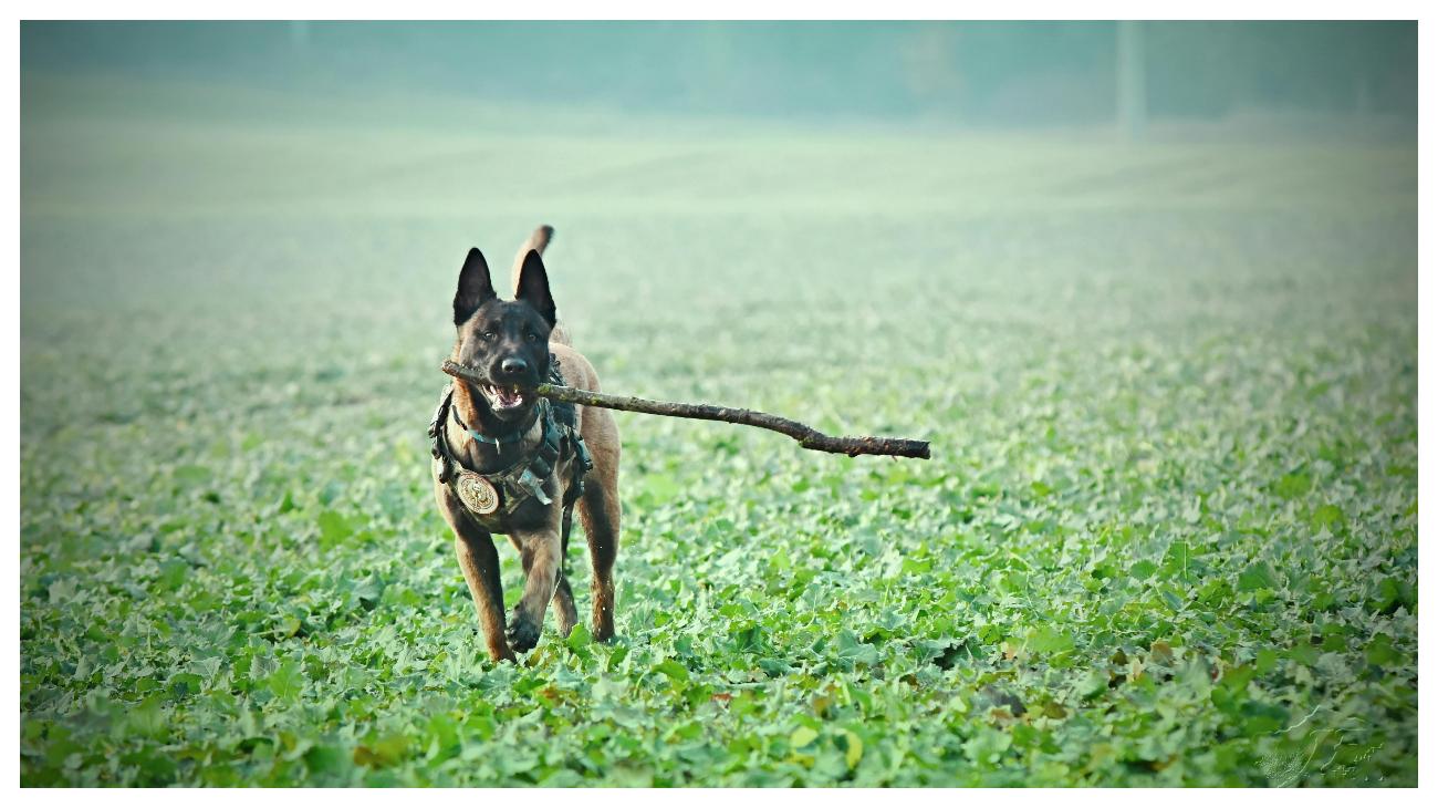 ANJING POLISI - Foto ilustrasi anjing Belgian Malinois yang diunduh dari Pexels pada 4 Juni 2025. Inilah 10 ras anjing yang paling banyak digunakan oleh polisi di seluruh dunia.