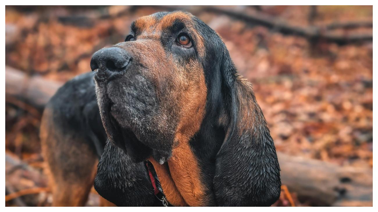 ANJING POLISI - Foto ilustrasi anjing Bloodhound yang diunduh dari Pexels pada 4 Juni 2025. Inilah 10 ras anjing yang paling banyak digunakan oleh polisi di seluruh dunia.