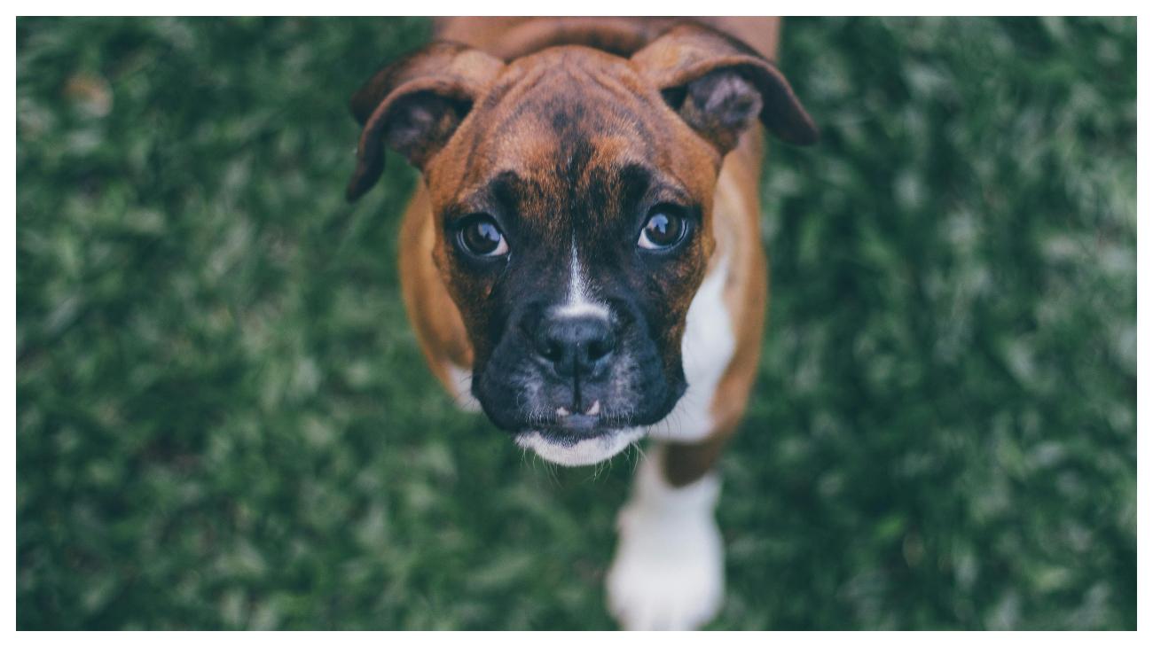 ANJING POLISI - Foto ilustrasi anjing Boxer yang diunduh dari Pexels pada 4 Juni 2025. Inilah 10 ras anjing yang paling banyak digunakan oleh polisi di seluruh dunia.