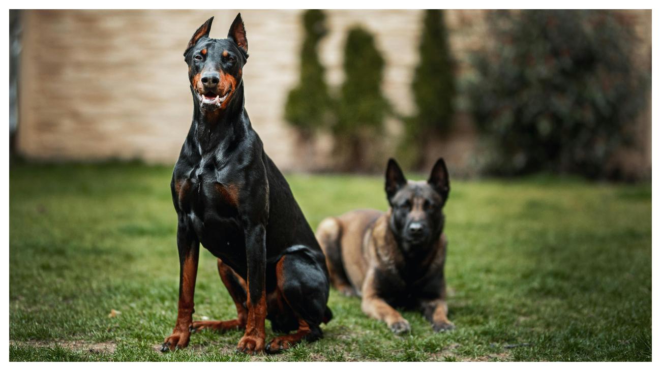 ANJING POLISI - Foto ilustrasi anjing Doberman Pinscher yang diunduh dari Pexels pada 4 Juni 2025. Inilah 10 ras anjing yang paling banyak digunakan oleh polisi di seluruh dunia.