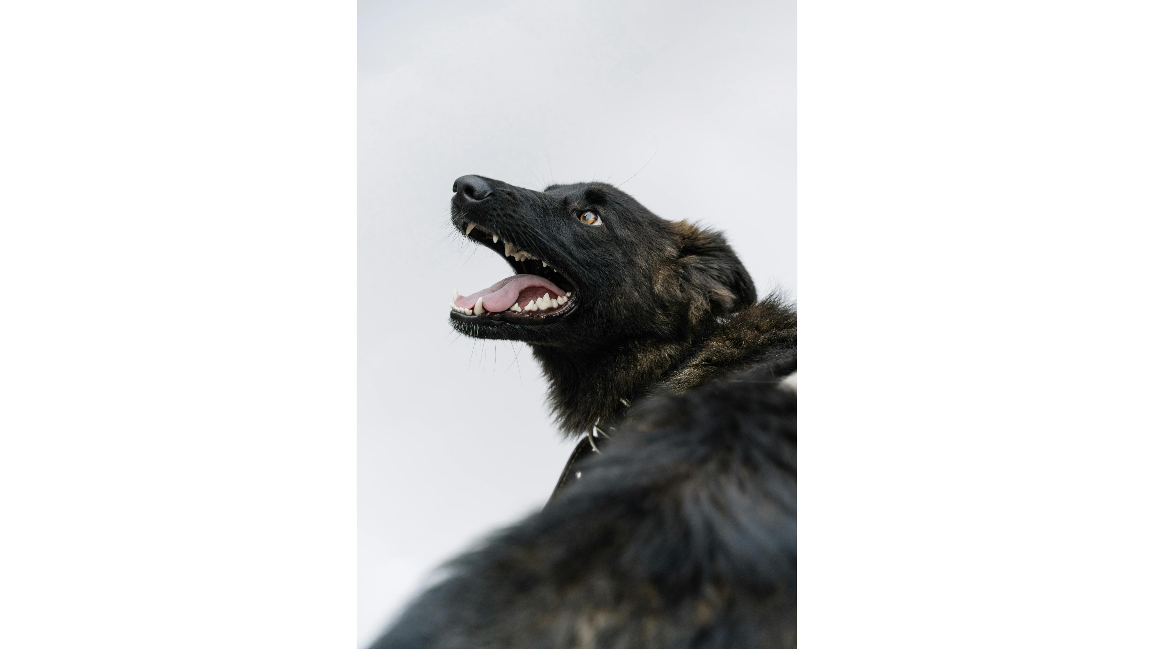 ANJING POLISI - Foto ilustrasi anjing Dutch Shepherd yang diunduh dari Pexels pada 4 Juni 2025. Inilah 10 ras anjing yang paling banyak digunakan oleh polisi di seluruh dunia.