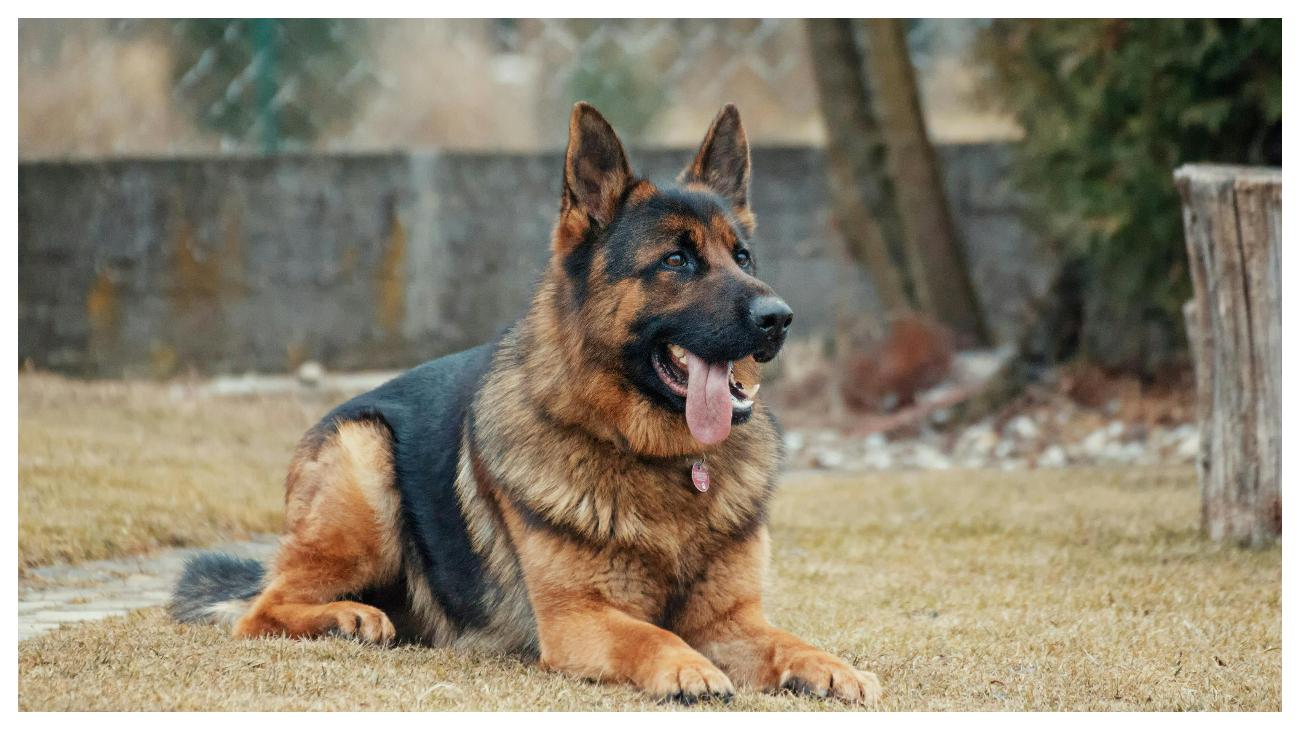 ANJING POLISI - Foto ilustrasi anjing German Shepherd yang diunduh dari Pexels pada 4 Juni 2025. Inilah 10 ras anjing yang paling banyak digunakan oleh polisi di seluruh dunia.