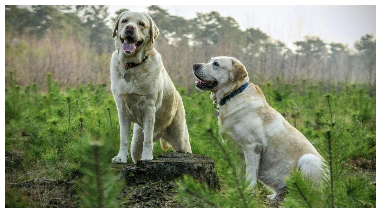 ANJING POLISI - Foto ilustrasi anjing Labrador Retriever yang diunduh dari Pexels pada 4 Juni 2025. Inilah 10 ras anjing yang paling banyak digunakan oleh polisi di seluruh dunia.