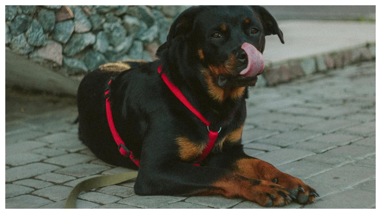 ANJING POLISI - Foto ilustrasi anjing Rottweiler yang diunduh dari Pexels pada 4 Juni 2025. Inilah 10 ras anjing yang paling banyak digunakan oleh polisi di seluruh dunia.