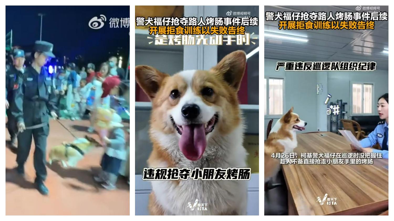 VIRAL DI CHINA - Tangkap layar akun Weibo 封面新闻 dan Vista看天下 yang diambil pada 7 Mei 2025, memperlihatkan Fuzai diberi teguran resmi karena mencuri sosis anak-anak. Fuzai adalah anjing polisi berjenis Corgi pertama di China, ia terkenal nakal tapi juga menggemaskan.