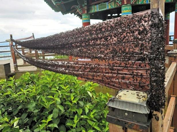 INVASI KUTU CINTA - Segerombolan kutu cinta terjebak pada perangkap rol lengket (pita penangkap serangga dua sisi) yang dipasang di Gunung Gyeyang di distrik Gyeyang, Incheon pada tanggal 30 Juni 2025.
