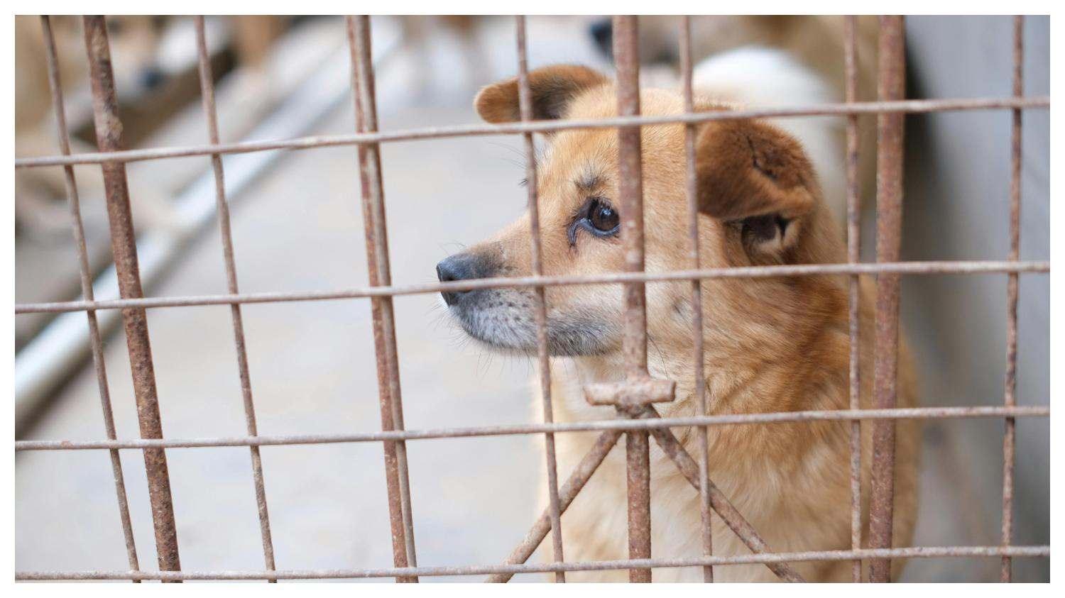 VIRAL DI CHINA - Ilustrasi anjing dalam kandang, diunduh dari Pexels pada 21 Mei 2025. Viral wanita di China mengadopsi anjing dari tempat penampungan hewan, tetapi bukannya dipelihara malah dikonsumsi.