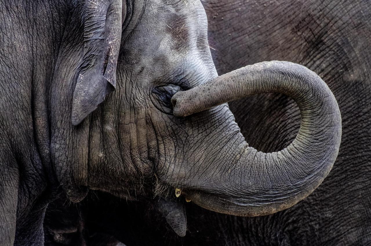 TANGISAN GAJAH - Ilustrasi gajah yang diambil dari Pixabay pada 13 Mei 2025. Benarkah gajah bisa berduka dan menangisi kematian kawanannya? Ini kata peneliti.