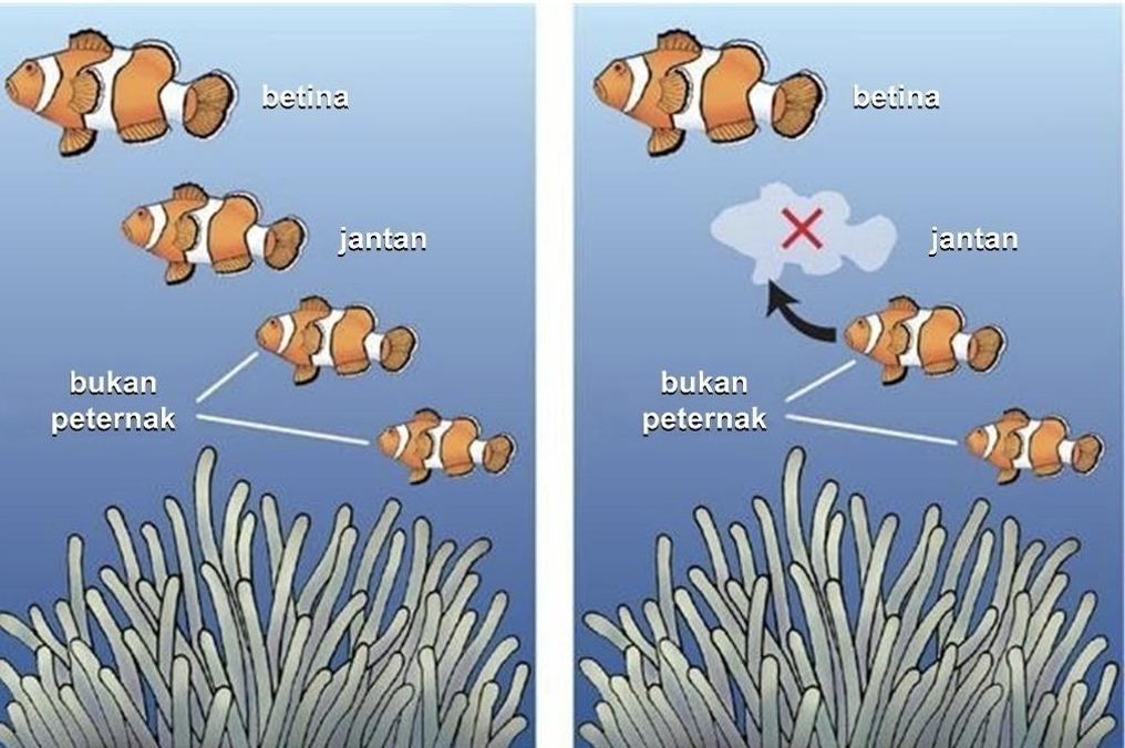 Gambar 2: Siklus perubahan reproduksi ikan nemo