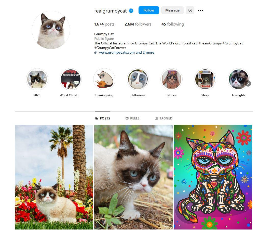 KUCING TERPOPULER - Tangkap layar laman akun kucing @realgrumpycat di Instagram. Inilah 10 kucing terpopuler di dunia.