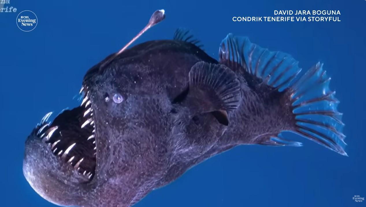 IKAN LAUT DALAM - Tangkap layar YouTube CBS Evening News yang tayang pada Kamis (12/2/2025), menampilkan pemandangan anglerfish yang ditangkap oleh David Jara Bogunyà dan Condrik Tenerife. Ikan yang biasanya hidup di dasar laut ini tiba-tiba muncul ke permukaan, mengejutkan para ilmuwan.