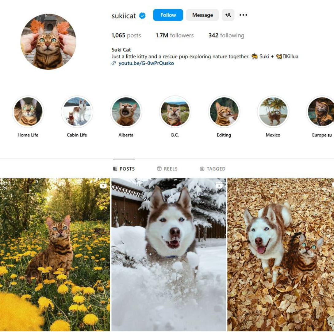 KUCING TERPOPULER - Tangkap layar laman akun kucing @sukiicat di Instagram. Inilah 10 kucing terpopuler di dunia.