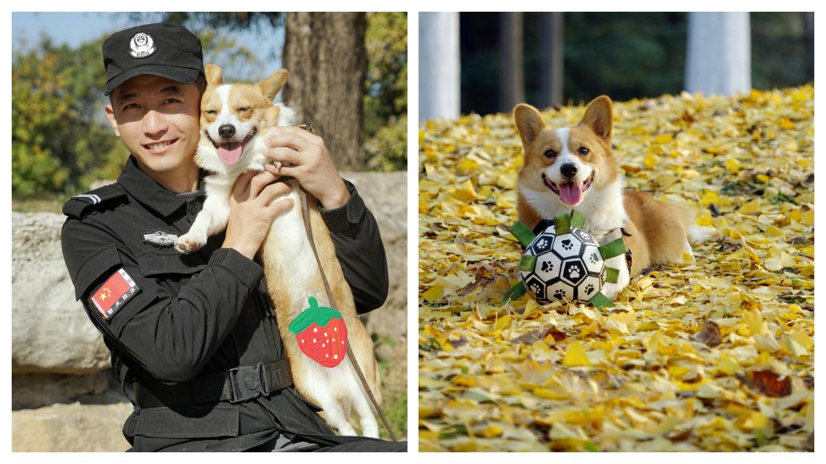 VIRAL DI CHINA - Foto diambil dari akun Weibo resmi Biro Keamanan Publik Weifang, memperlihatkan aktivitas harian Fuzai si anjing polisi. Fuzai adalah anjing polisi berjenis Corgi pertama di China, ia terkenal nakal tapi juga menggemaskan.