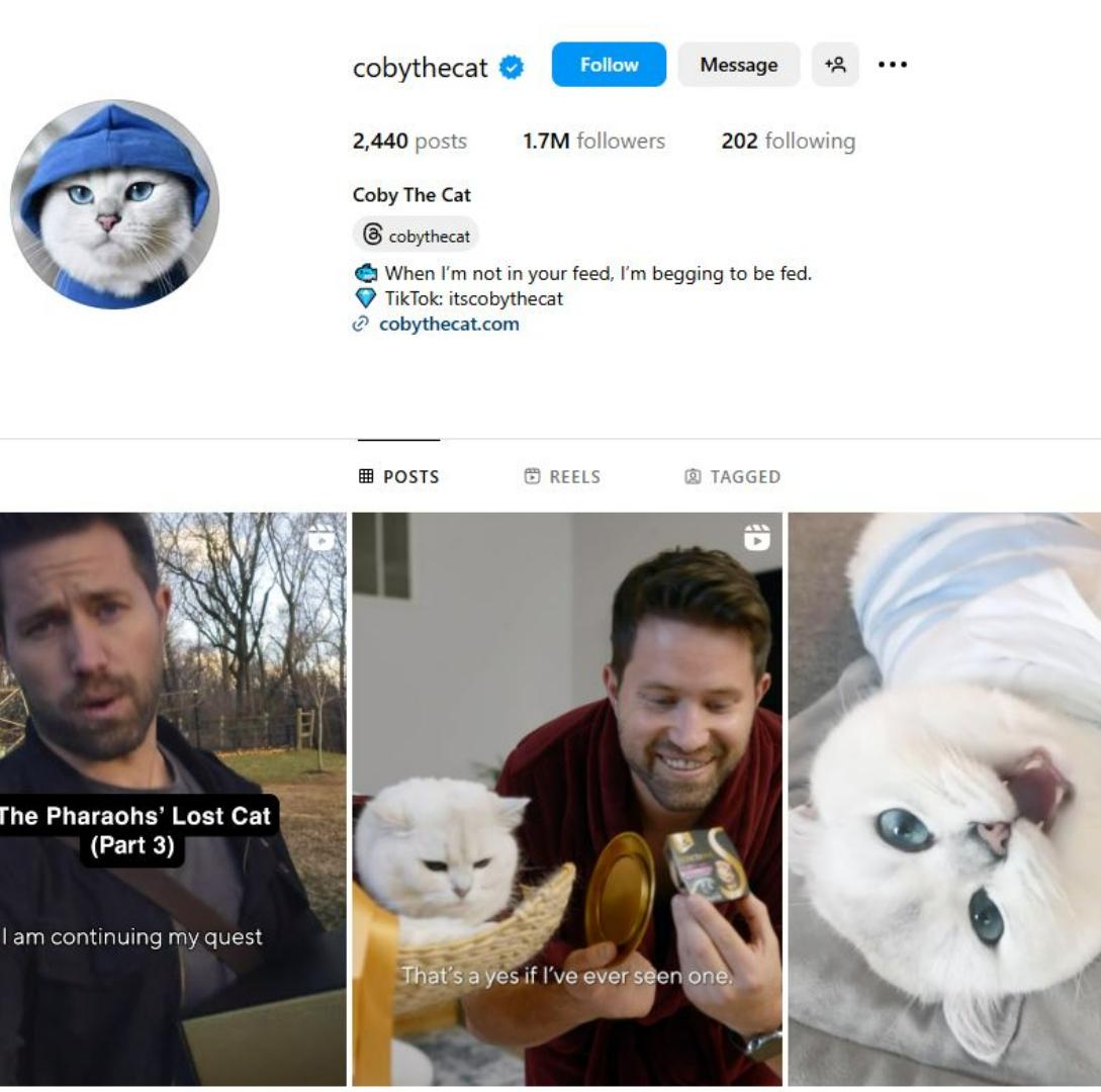 KUCING TERPOPULER - Tangkap layar laman akun kucing @cobythecat di Instagram. Inilah 10 kucing terpopuler di dunia.