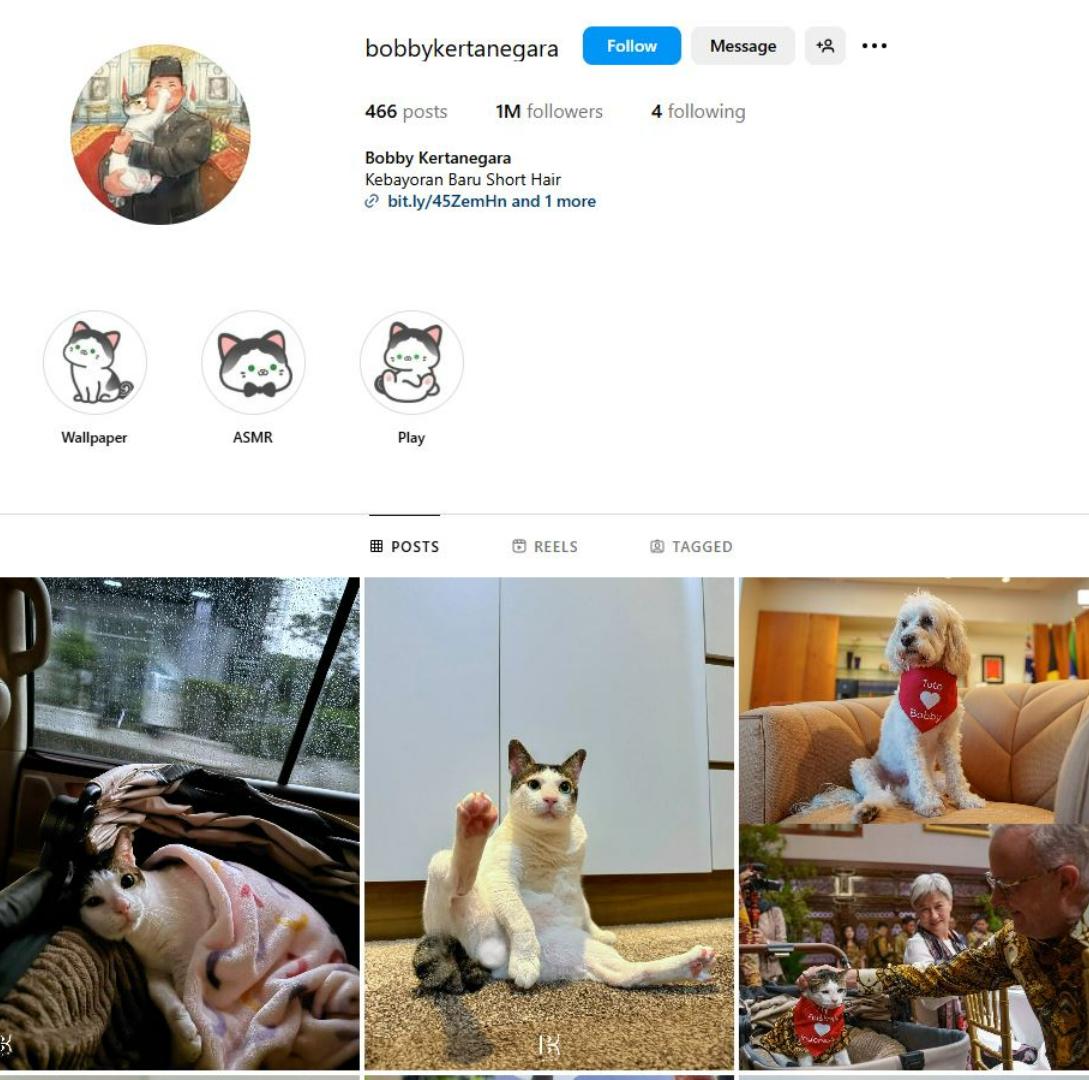 KUCING TERPOPULER - Tangkap layar laman akun kucing @bobbykertanegara di Instagram. Inilah 10 kucing terpopuler di dunia.