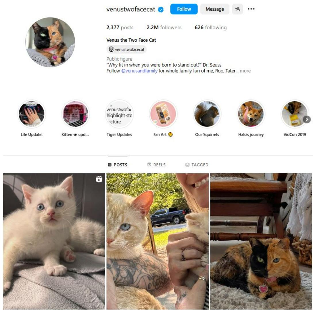 KUCING TERPOPULER - Tangkap layar laman akun kucing @venustwofacecat di Instagram. Inilah 10 kucing terpopuler di dunia.