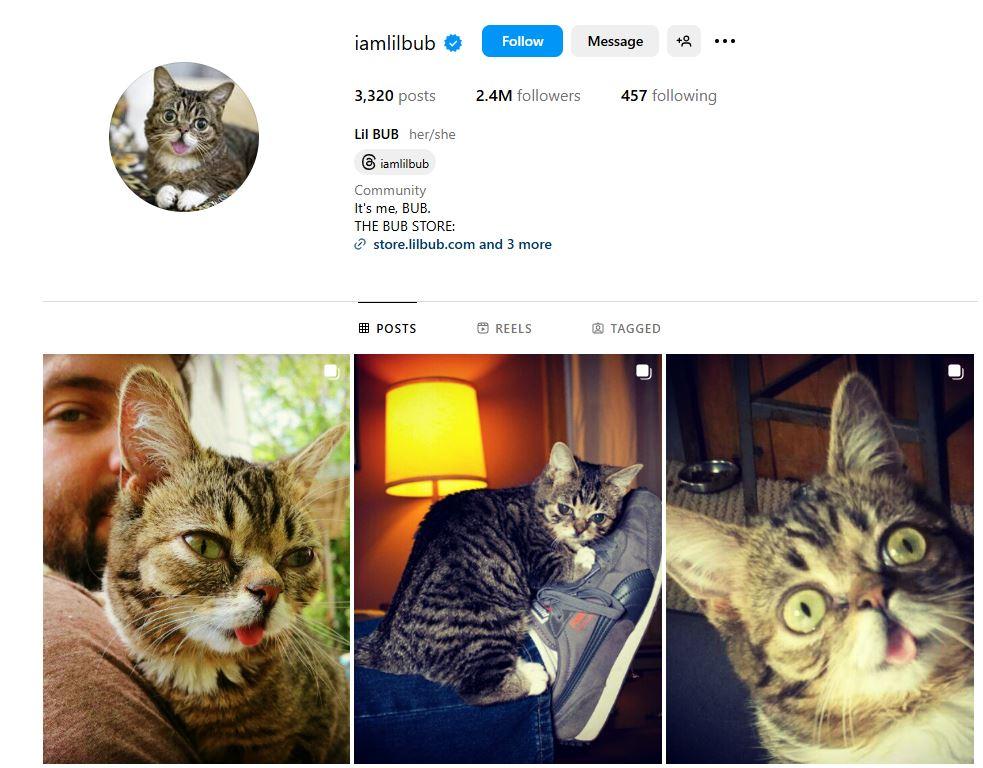 KUCING TERPOPULER - Tangkap layar laman akun kucing @iamlilbub di Instagram. Inilah 10 kucing terpopuler di dunia.