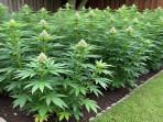 Ilustrasi-tanaman-ganja-di-kebun-rumah.jpg