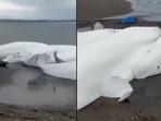 Gempa Rusia: Foto dan Video Palsu di Media Sosial, Paus Beluga Terdampar Bukan Karena Tsunami