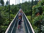 TreeTop-Walk-di-Macritchie-Reservoir-Park.jpg