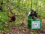 orang-utan-betina-bernama-Mikhayla-di-Muara-Wahau-Kutai-Timur-kaltim.jpg