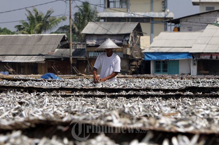 Nelayan Menjemur Ikan Hasil Tangkapan, Foto 8 #827012 - TribunNews.com