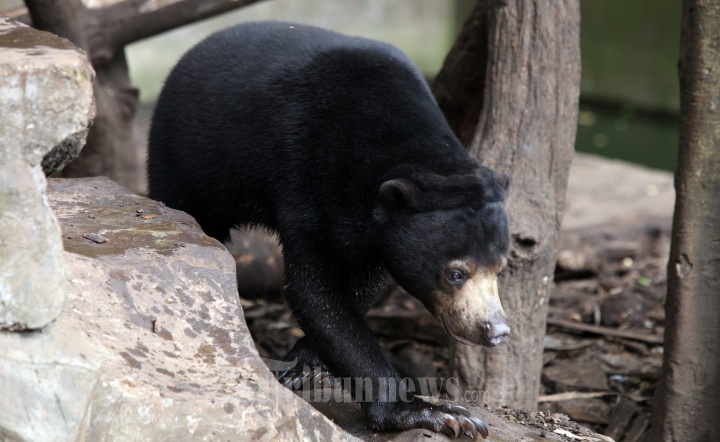 Beruang madu di kandang TWA Baning