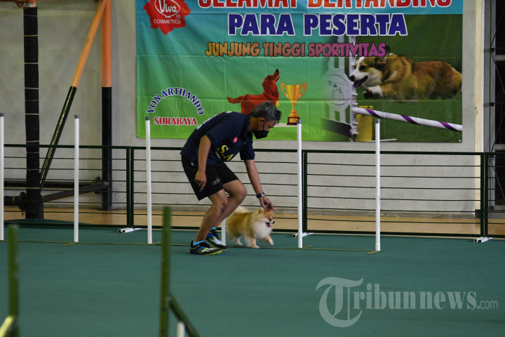 Kemeriahan Pertandingan Agility Anjing dan Permainan Menarik Piala Kapolda DIY