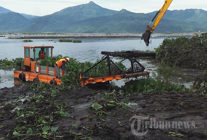Pembersihan Rawa Pening dari Eceng Gondok, Foto 1 #1693621 - TribunNews.com
