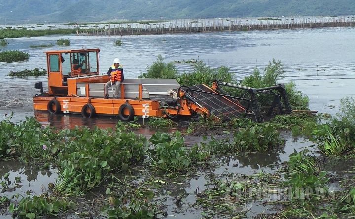 Pembersihan Rawa Pening dari Eceng Gondok, Foto 3 #1693623 - TribunNews.com