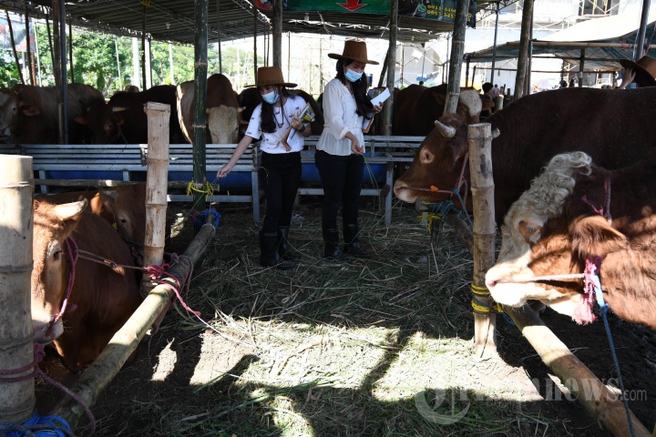 SPG Cantik Layani Pembeli Hewan Kurban di Kandang Sapi Widistia, Foto 1 ...