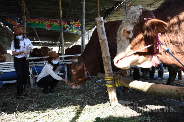 SPG Cantik Layani Pembeli Hewan Kurban di Kandang Sapi Widistia, Foto 2 ...