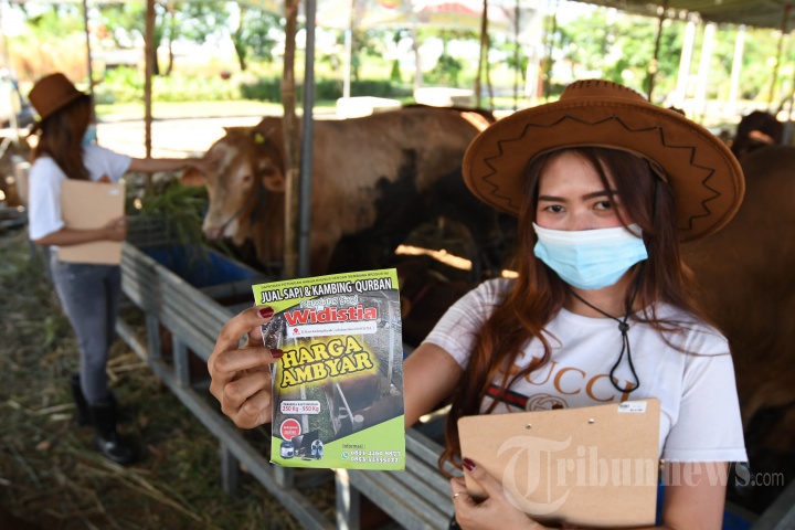 SPG Cantik Layani Pembeli Hewan Kurban di Kandang Sapi Widistia, Foto 7 ...