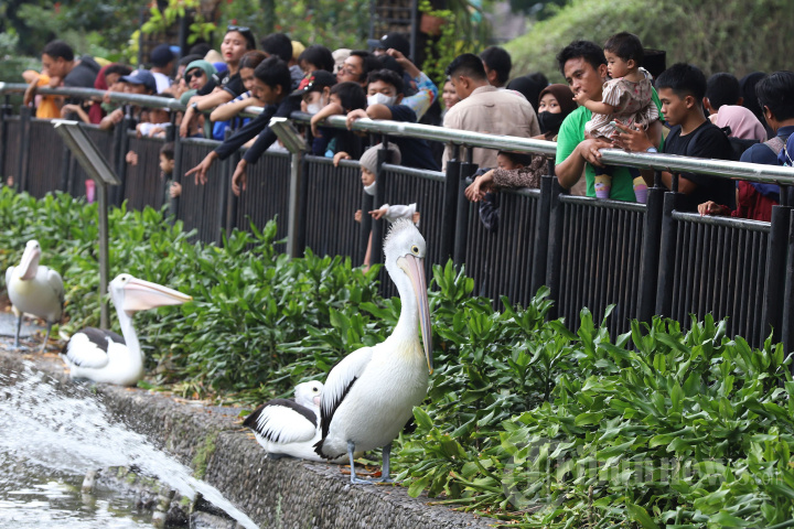 Taman Margasatwa Ragunan Diserbu Wisatawan, Foto 2 #1964197 ...