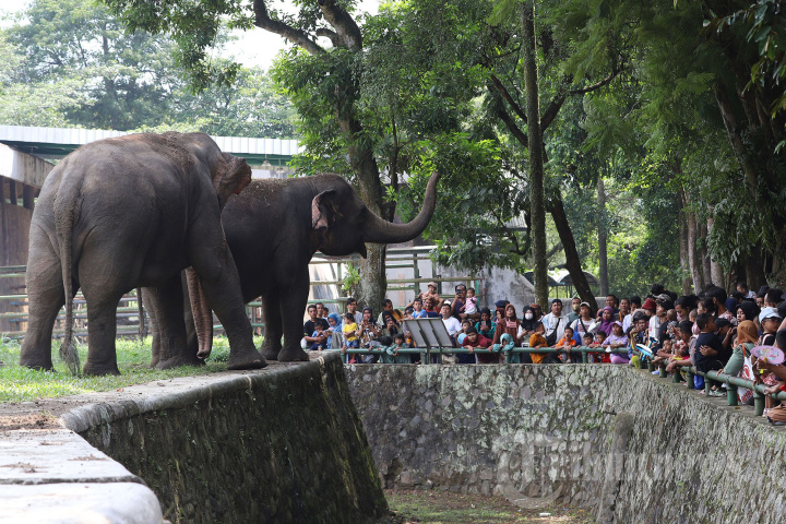 Taman Margasatwa Ragunan Diserbu Wisatawan, Foto 6 #1964201 ...