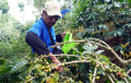 Panen Raya Kopi Arabika Bogor