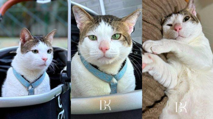 Bobby Kertanegara Kucing Jenis Apa  Warna Putih dan Loreng Hitam jadi Ciri Khas