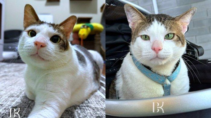 Bobby Kertanegara Kucing Jenis Apa  Warna Putih dan Loreng Hitam jadi Ciri Khas