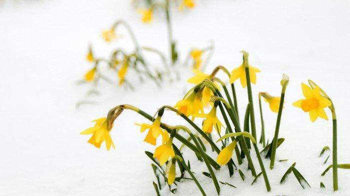 Bunga Daffodil - Bunga Narcissus