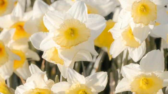 Bunga Daffodil - Bunga Narcissus