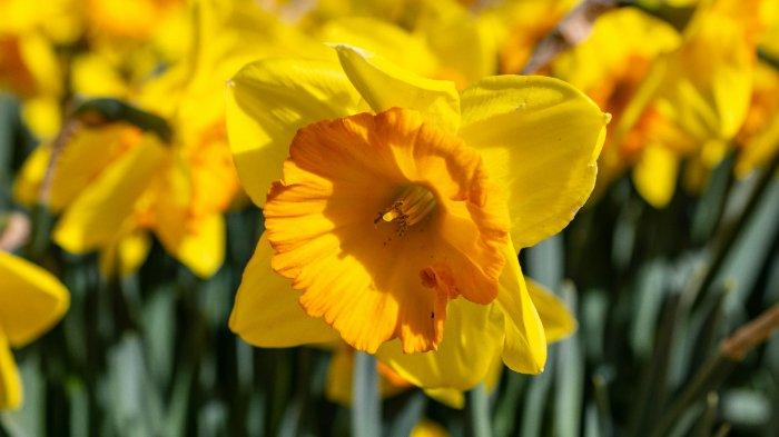 Bunga Daffodil - Bunga Narcissus