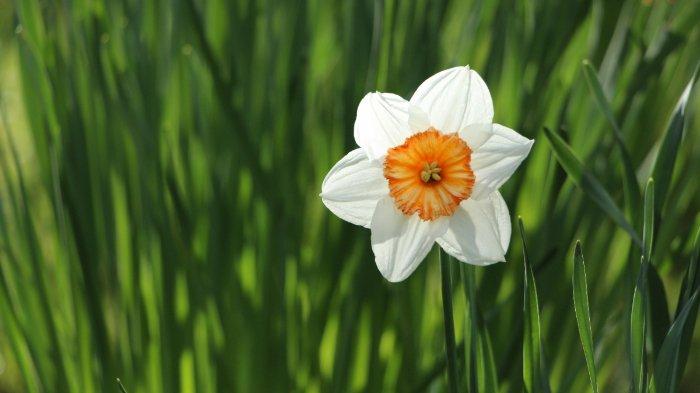 Bunga Daffodil - Bunga Narcissus