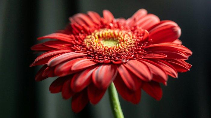 Bunga Daisy Merah